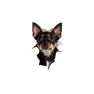 Sticker mural 3D effet trou avec tête de chien Chihuahua réaliste pour décoration
