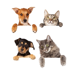 Set of 4 cute cartoon cat and dog wall stickers for creative room light switch decoration