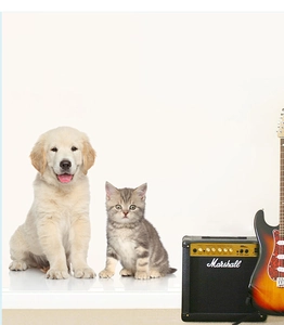 Realistic dog and cat wall decals showing fine fur textures on a minimalist white wall