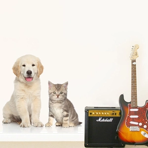 Realistic dog and cat wall stickers featuring puppies with guitar and speaker set