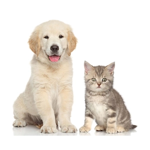 Cute realistic golden retriever puppy and grey tabby kitten wall decal for room decor