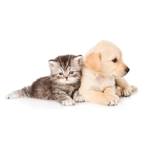 Cute gray tabby kitten and golden puppy wall sticker for nursery or living room decor