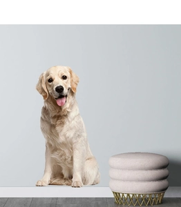 Detail of a Golden Retriever wall sticker displayed on a blue wall next to a pink stool