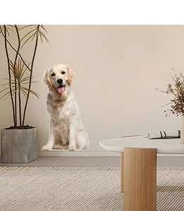 Detailed golden retriever wall sticker applied on a modern living room wall decor