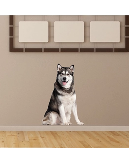 Detailed wall sticker featuring a realistic black and white Alaskan Malamute dog decal