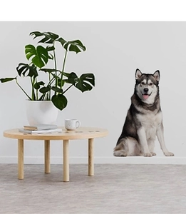 Realistic husky wall sticker on a white background with modern home decor elements