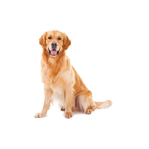 Self-adhesive cartoon golden retriever wall decal for nursery and room decoration