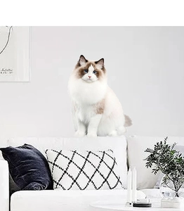 Détail d'un sticker mural chat Ragdoll cartoon avec yeux bleus sur décor de canapé blanc