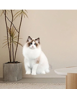 Détail d'un sticker mural chat Ragdoll aux yeux bleus pour décoration d'intérieur