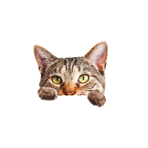 3D realistic tabby cat wall sticker with vivid peeking head and paws for home decor
