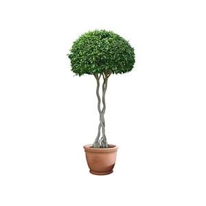 Sticker mural plante verte en pot avec tronc torsadé et pot en terre cuite décoratif