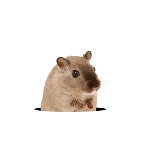 3D hamster wall sticker with realistic animal peeking out of a black circular hole