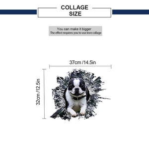 3D Boston Terrier wall sticker showing a funny dog breaking through a wall for home decor