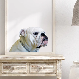 Funny 3D car sticker featuring a realistic white English Bulldog with silver chain collar