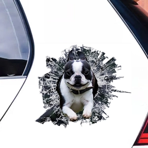 Funny 3D Boston Terrier car sticker showing a dog breaking through white car glass window