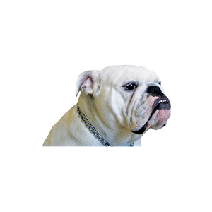 Funny 3D car sticker featuring a realistic white bulldog face with a silver chain collar