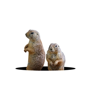 3D cute marmot wall stickers with self-adhesive cartoon groundhogs for home wall decoration