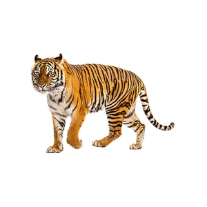 Realistic walking tiger wall decal sticker for home decor mural with vivid orange fur stripes