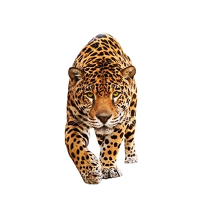 Fierce leopard wall sticker art for living room decor on a clean white background