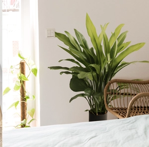 Detail of tropical bird of paradise wall sticker in a minimalist Nordic bedroom setting