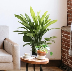 Detail showing large tropical plant wall stickers with lush green leaves in a living room