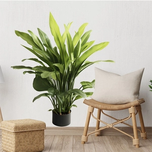Tropical large leaf wall sticker or artificial bird of paradise plant in black pot
