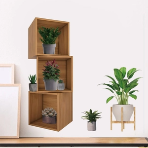Macro detail of wall-mounted wooden plant shelf featuring various green succulents and leaves