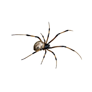 Realistischer Halloween-Spinne-WC-Aufkleber mit braunem Bauch und gestreiften Beinen