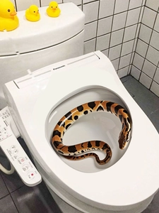 Detailansicht eines realistischen Schlangen-Wandstickers im Inneren einer weißen Toilette