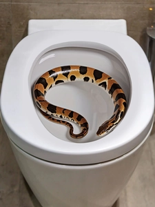 Realistischer Schlangenaufkleber auf weißer Keramiktoilette für Streiche und Deko