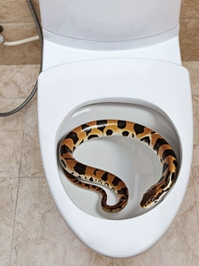 Realistischer 3D Schlangen Wandaufkleber für WC Dekoration Badezimmer Streich