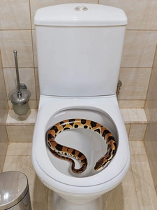 Realistische Schlange als Scherzartikel in der weißen Toilette für Badezimmerstreiche