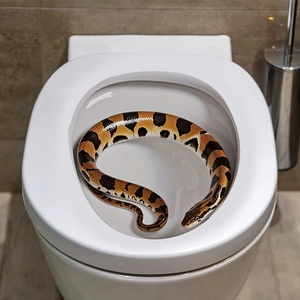 Realistischer 3D Schlangen Aufkleber für Badezimmer Toilette Deko mit braunem Schuppenmuster