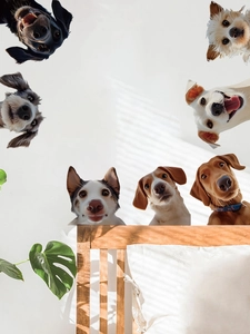 Dettaglio di adesivi murali con cani che sbirciano per decorazione camera da letto