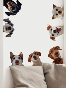 Dettaglio di adesivi murali creativi con cani di varie razze che fanno capolino