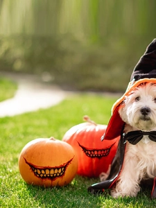 Weißer Westie Hund mit Halloween Hexenhut und schwarzem Umhang neben gruseligen Kürbissen