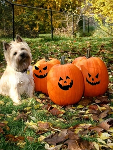 Outdoor close-up of orange pumpkins with funny black face stickers on green grass