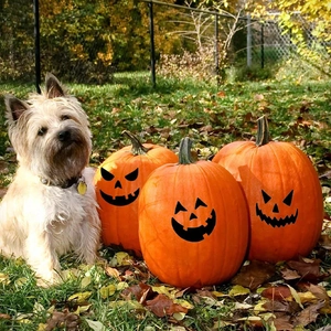 Set of 3 Halloween pumpkin face stickers for festive home wall art and DIY decor