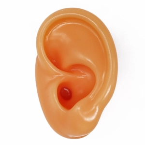 Vista macro di un modello di orecchio in silicone flessibile con una sfera rossa interna
