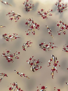 Macro view of Chinese plum blossom nail stickers with golden outlines and red petals