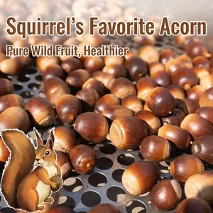 Natural Wild Acorns For Squirrel Hamster Food Fresh Oak Nuts For Small Animals Pet Snack DIY Decorative Acorns