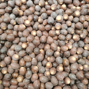 Fresh wild acorns for squirrels and hamsters, high quality natural dried organic pet food nuts