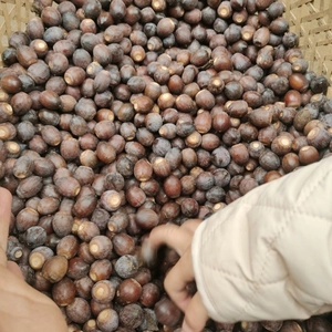 Fresh wild acorns in a woven bamboo basket for squirrels and hamsters, natural nuts harvest