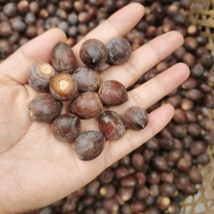 Natural wild oak acorns held in hand for squirrels and hamsters, premium forest nuts