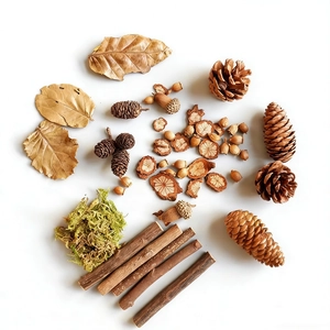 Natural dried pine cones, acorns, leaves and wood slices set for DIY crafts decor