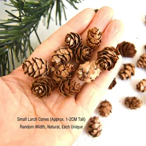 Natural 1-2cm mini larch pine cones for DIY crafts and decorations held in hand
