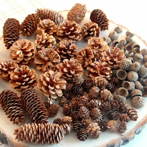 Natural dried pine cones and acorns set on wood slice for DIY rustic holiday decor