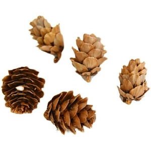 Detailed view of five natural brown pine cones for DIY crafts and home decoration