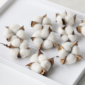 Natural dried cotton bolls set in a white tray for Christmas floral home decoration