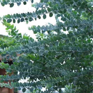 Nahaufnahme frischer silbergrüner Eukalyptusblätter für Hochzeitsblumengestecke